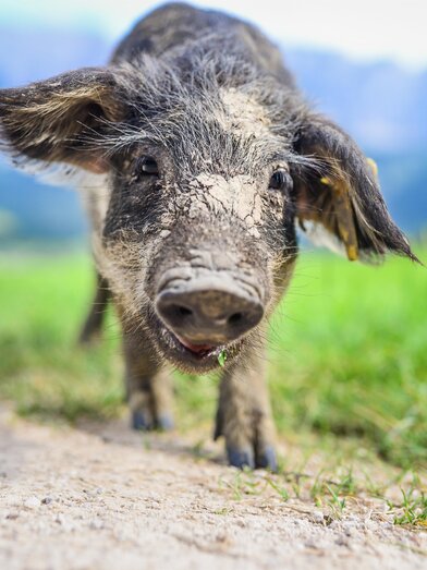 Naturschätze, Glück | TVB Ausseerland - Salzkammergut_Jacqueline Korber | © TVB Ausseerland - Salzkammergut_Jacqueline Korber