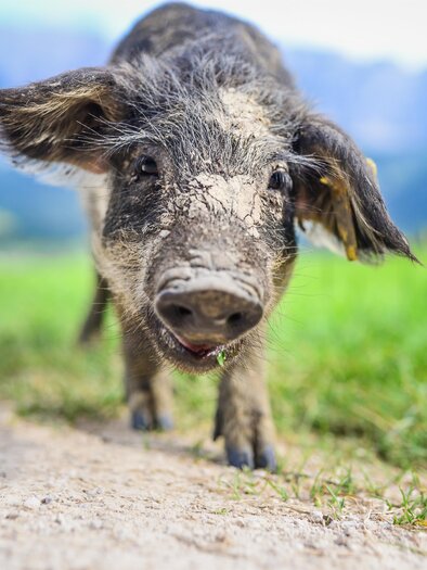 Naturschätze, Glück | © TVB Ausseerland - Salzkammergut_Jacqueline Korber