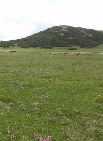 Das Schneealmplateau | M. Ressel | © M. Ressel