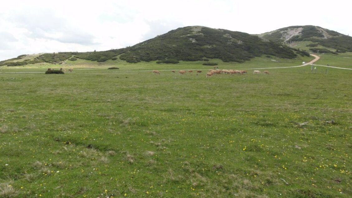 Eine grüne Wiese mit sanften Hügeln und einigen Schafen. Im Hintergrund ist ein Weg zu sehen, der durch die Landschaft führt. | © M. Ressel