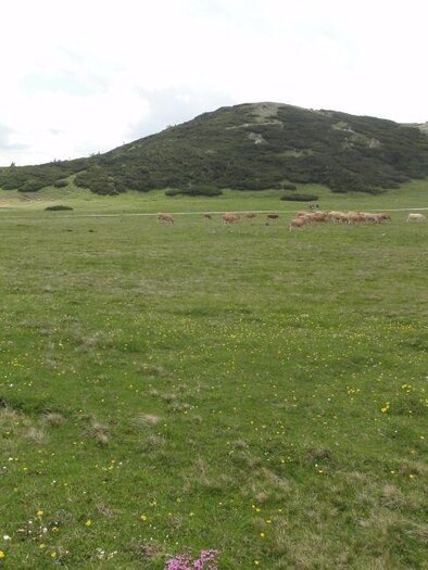 A green meadow with gentle hills and some sheep. In the background, a path can be seen winding through the landscape. | © M. Ressel