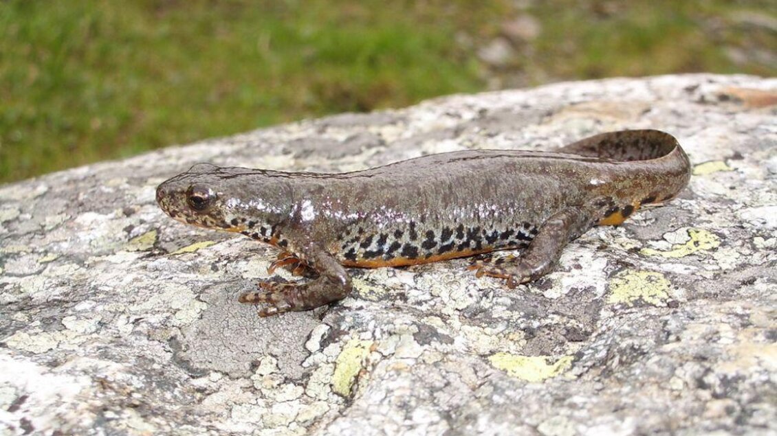 Ein Salamander sitzt auf einem Felsen. Die Haut ist grau mit dunklen Flecken. | © B. Komposch