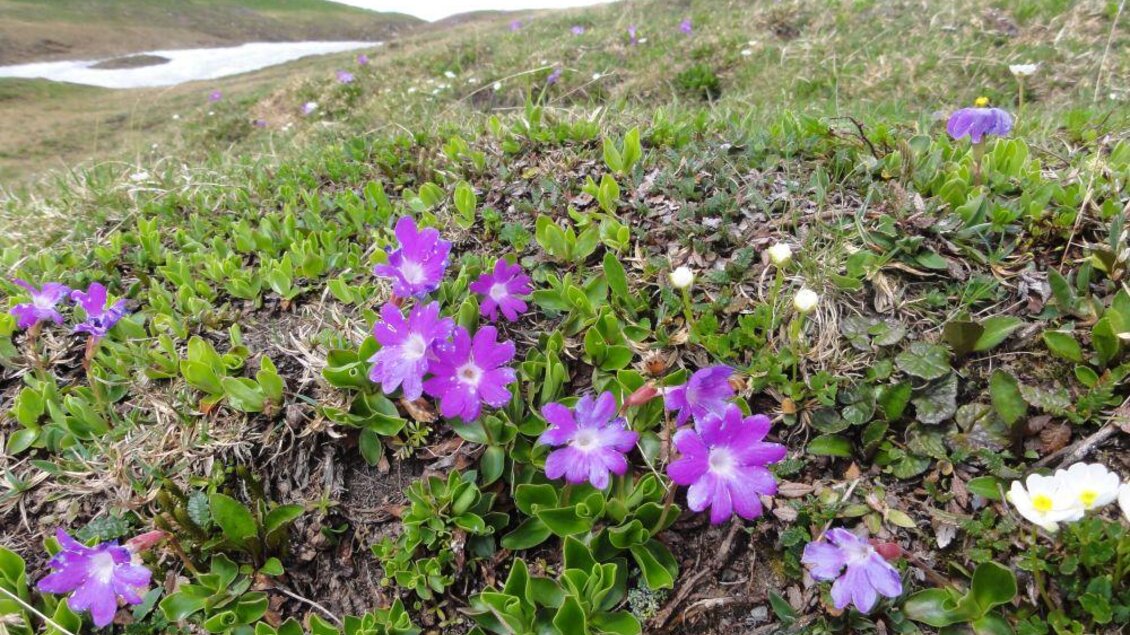 Bunte violette Blumen wachsen auf einer grünen Wiese. Im Hintergrund sind sanfte Hügel und ein Wasserlauf sichtbar. | © M. Ressel