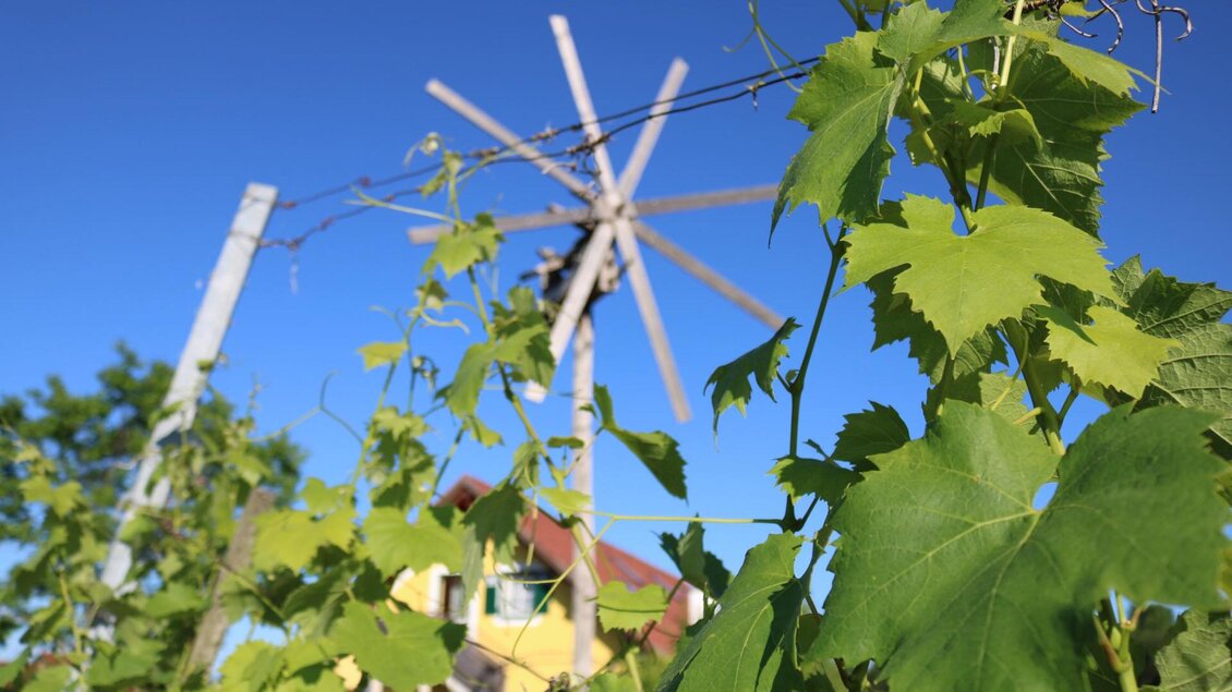Ein Weinberg mit grünen Blättern im Vordergrund und einem Windrad im Hintergrund. Der Himmel ist blau und die Landschaft ist sonnig. | © Fam. Hernach | Der Hermannhof