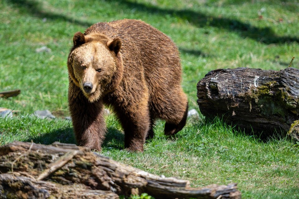 Der Wilde Berg Mautern - Impression #1 | © Wilder Berg