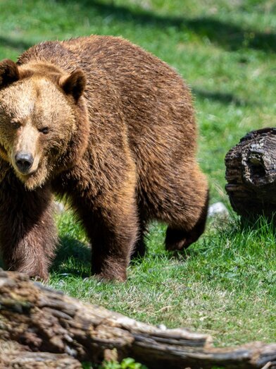 Die Bären sind erwacht | © Wilder Berg | Harald Steiner | © Wilder Berg