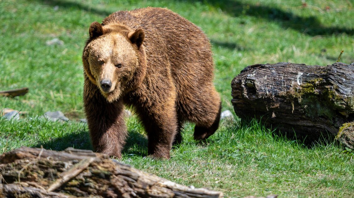 Die Bären sind erwacht | © Wilder Berg