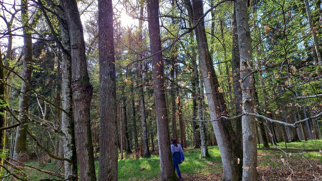 Wald am Lafnitzufer | © Sonja Brünner