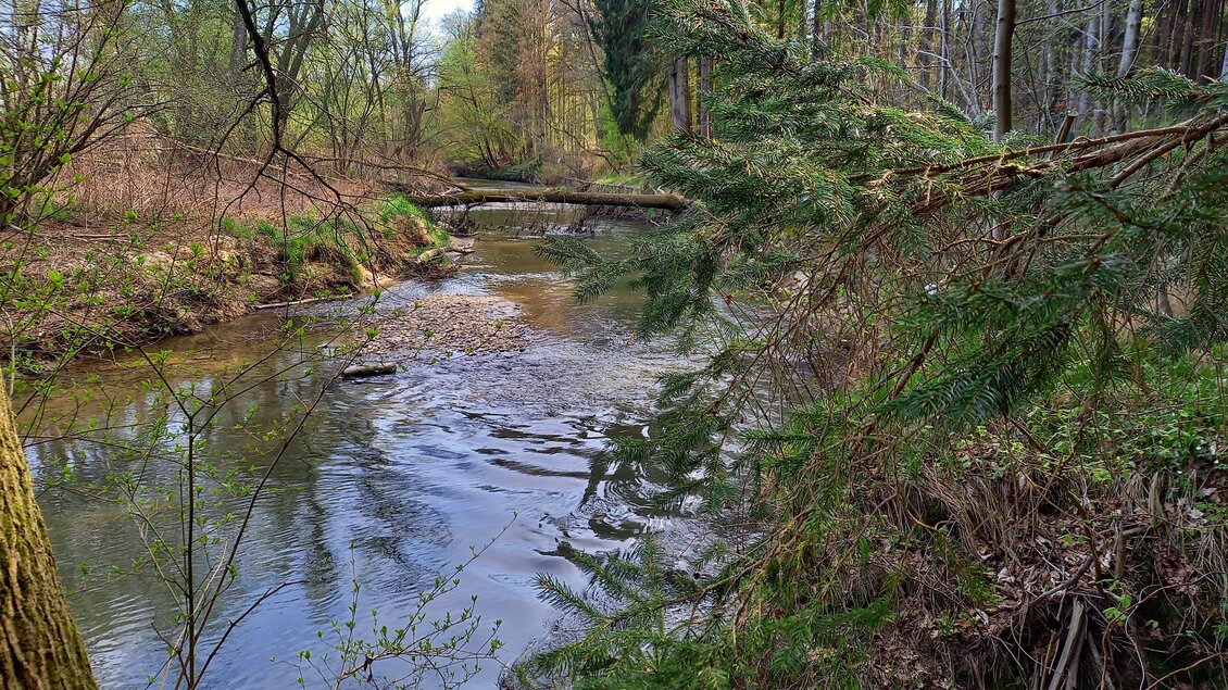 The Lafnitz and its floodplains - Impressionen #2.6