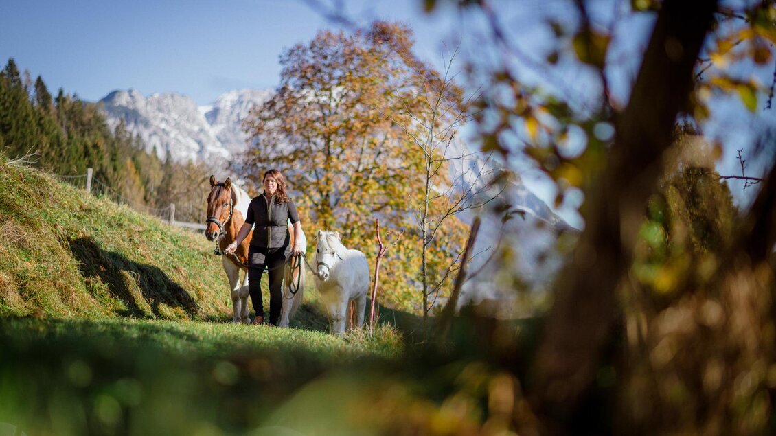 Eine Person führt zwei Pferde über eine Wiese. Im Hintergrund sind Berge und herbstliche Bäume zu sehen. | © Christoph Huber