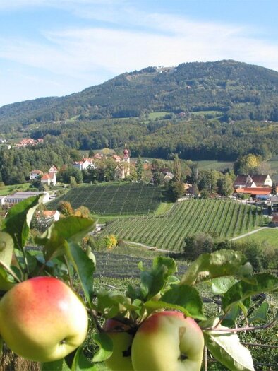 Eine malerische Landschaft mit Apfelbäumen im Vordergrund und sanften Hügeln im Hintergrund. Im Hintergrund sind Dörfer und Weinberge zu sehen. | © Tourismusverband Oststeiermark