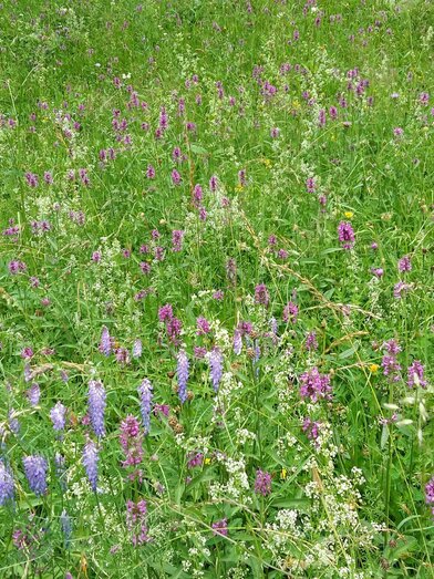 Füllbild, Altaussee Sommerwiese | Kirchschlager Petra | © Kirchschlager Petra