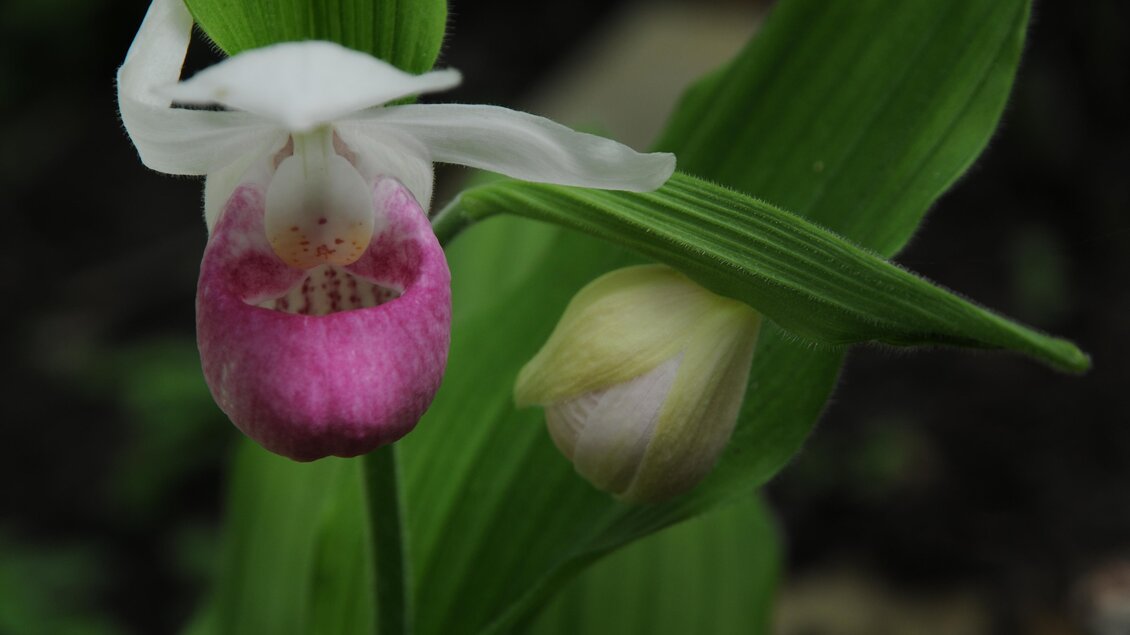 The hanging Gardens of the Sulamith - Impressionen #2.9