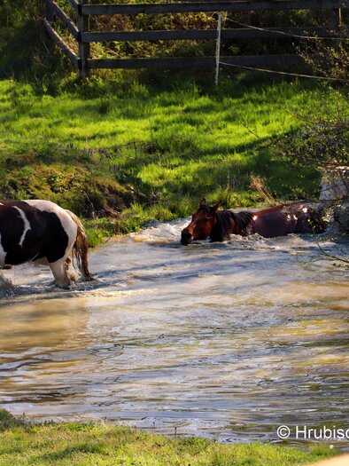 Double T Ranch 2 | © Double TT Ranch