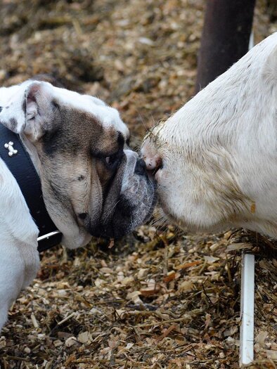 A dog and a cow approach each other and touch their noses. The two animals stand in a barn-like environment. | © Tierarzt