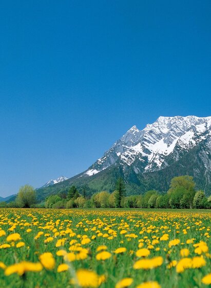 Blumenwiese in Trautenfels mit Grimming im Hinterg | © Schladming Dachstein/Steiermark Tourismus/bigshot.at