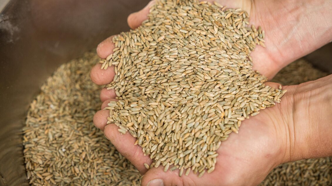 Hände halten eine große Menge Körner. Der Hintergrund zeigt weitere Körner in einer Schüssel. | © Netzwerk Kulinarik wildbild