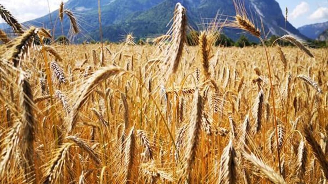 Ein goldenes Weizenfeld mit einem majestätischen Berg im Hintergrund. Der Himmel ist klar mit einigen weißen Wolken.