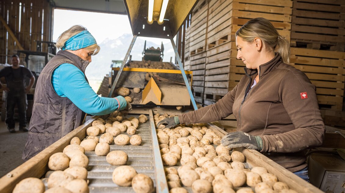 Zwei Frauen sortieren Kartoffeln an einem Förderband in einer Lagerhalle. Im Hintergrund sind Holzpaletten und eine Maschinen zu sehen. | © Netzwerk Kulinarik Wildbild