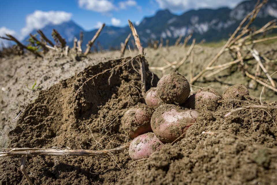 Ennstaler Erdäpfel - Familie Schweiger - Impression #1 | © Netzwerk Kulinarik Wildbild