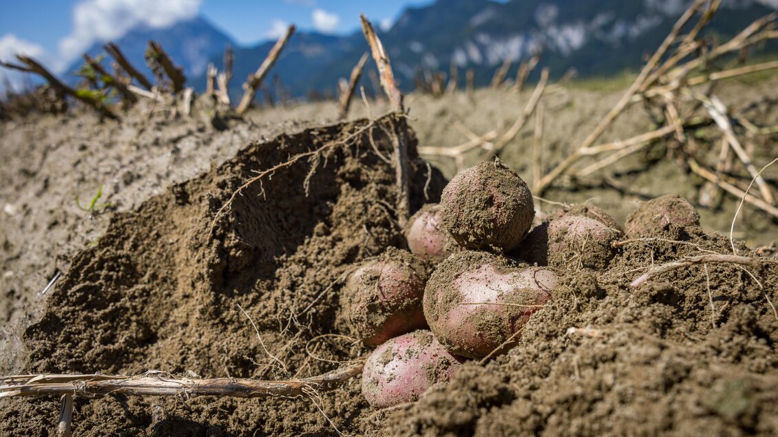 Eine Gruppe frisch geernteter Kartoffeln liegt im Boden. Im Hintergrund sind Berge und ein klarer Himmel zu sehen. | © Netzwerk Kulinarik Wildbild