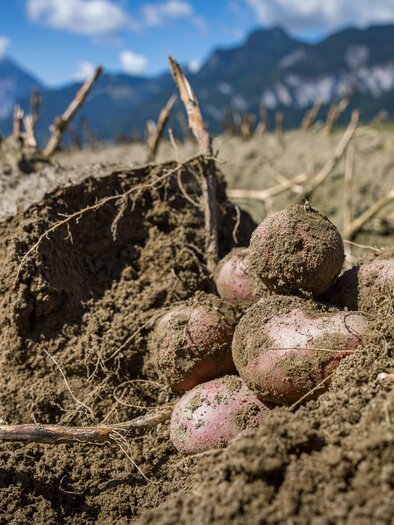 Eine Gruppe frisch geernteter Kartoffeln liegt im Boden. Im Hintergrund sind Berge und ein klarer Himmel zu sehen. | © Netzwerk Kulinarik Wildbild