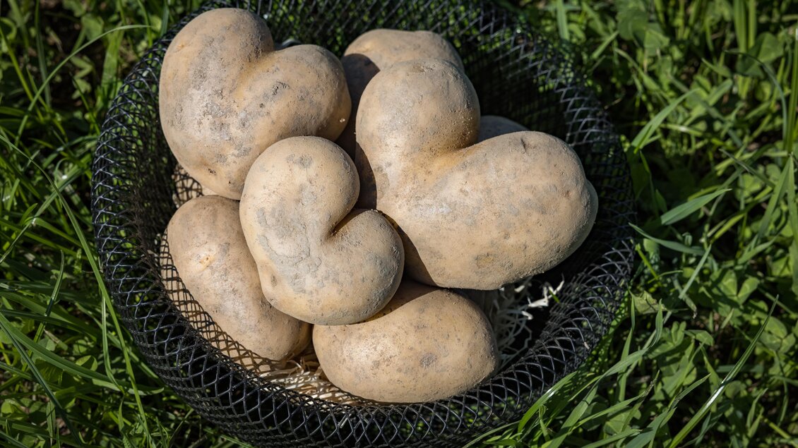 Eine Sammlung von unregelmäßig geformten Kartoffeln in einem schwarzen Netzkorb. Die Kartoffeln liegen auf grünem Gras. | © Netzwerk Kulinarik wildbild