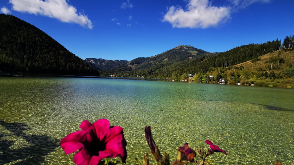 Ein klarer See umgeben von grünen Bergen und Bäumen. Im Vordergrund blühen pinkfarbene Blumen. | © TV Hochsteiermark | Brigitte Digruber