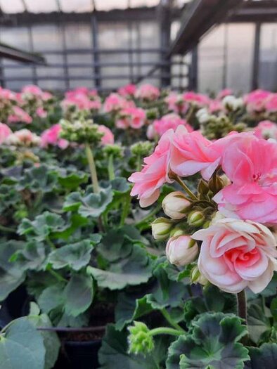 Erlebnisgärtnerei Steffan Blumenpracht | © Gärtnerei Steffan