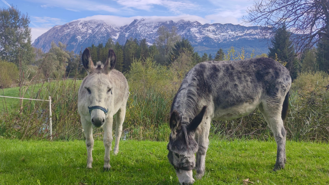 Zwei Esel stehen auf einer grünen Wiese, umgeben von Bäumen und Bergen. Im Hintergrund sind schneebedeckte Gipfel zu sehen. | © Eselalm