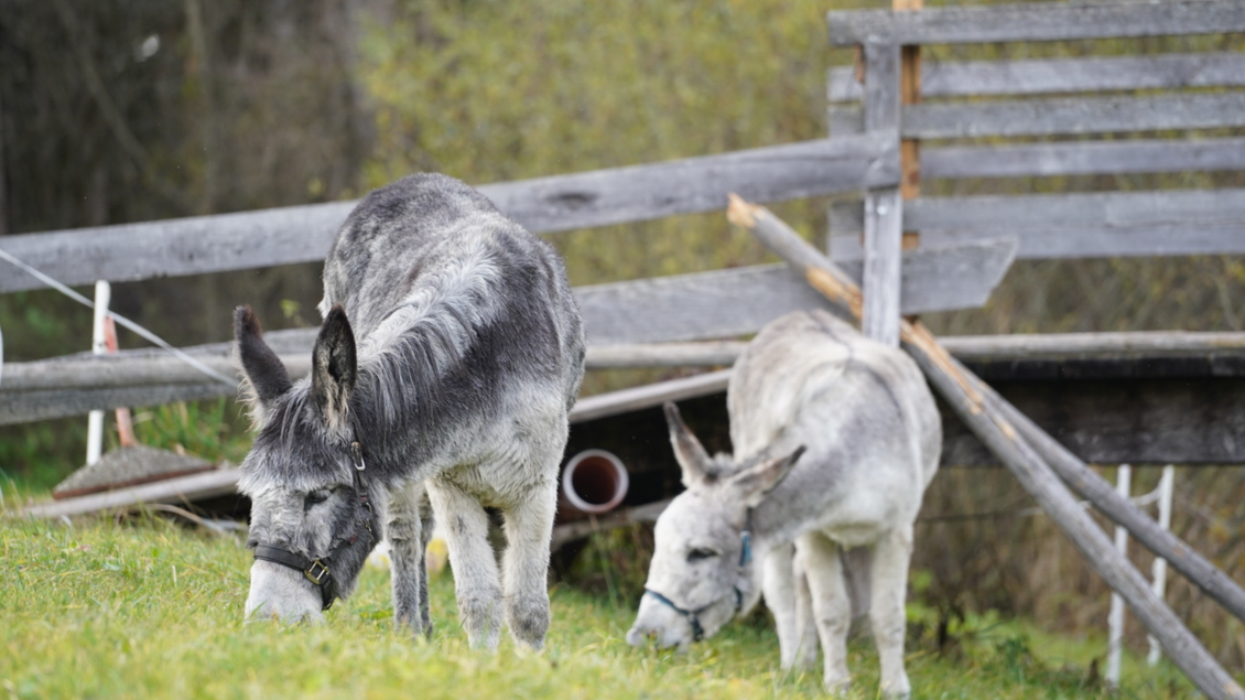 Zwei Esel fressen grünes Gras in einer ländlichen Umgebung. Im Hintergrund sind Holzstrukturen sichtbar. | © Eselalm