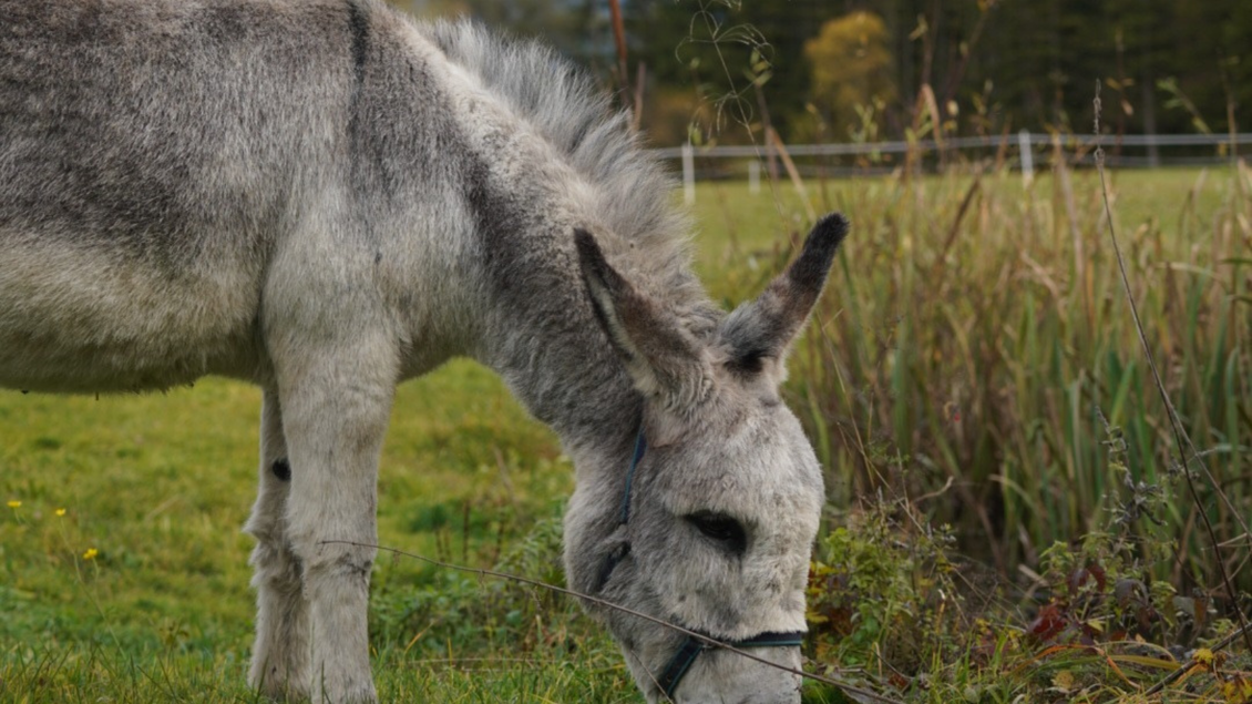 Ein Esel grast friedlich auf einer Wiese. Im Hintergrund sind einige Pflanzen und Bäume zu sehen. | © Eselalm