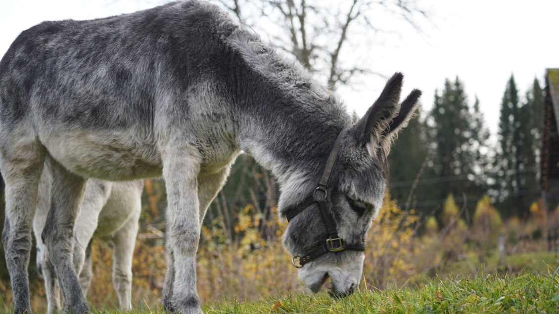 Ein neugieriger Esel grast auf einer Wiese. Im Hintergrund sind Bäume und eine ländliche Landschaft zu sehen. | © Eselalm
