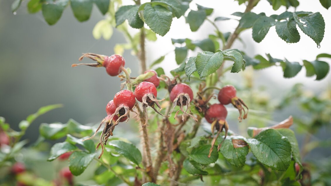 EvaTragner-Kräuter1-Murtal-Steiermark | © Königshofer