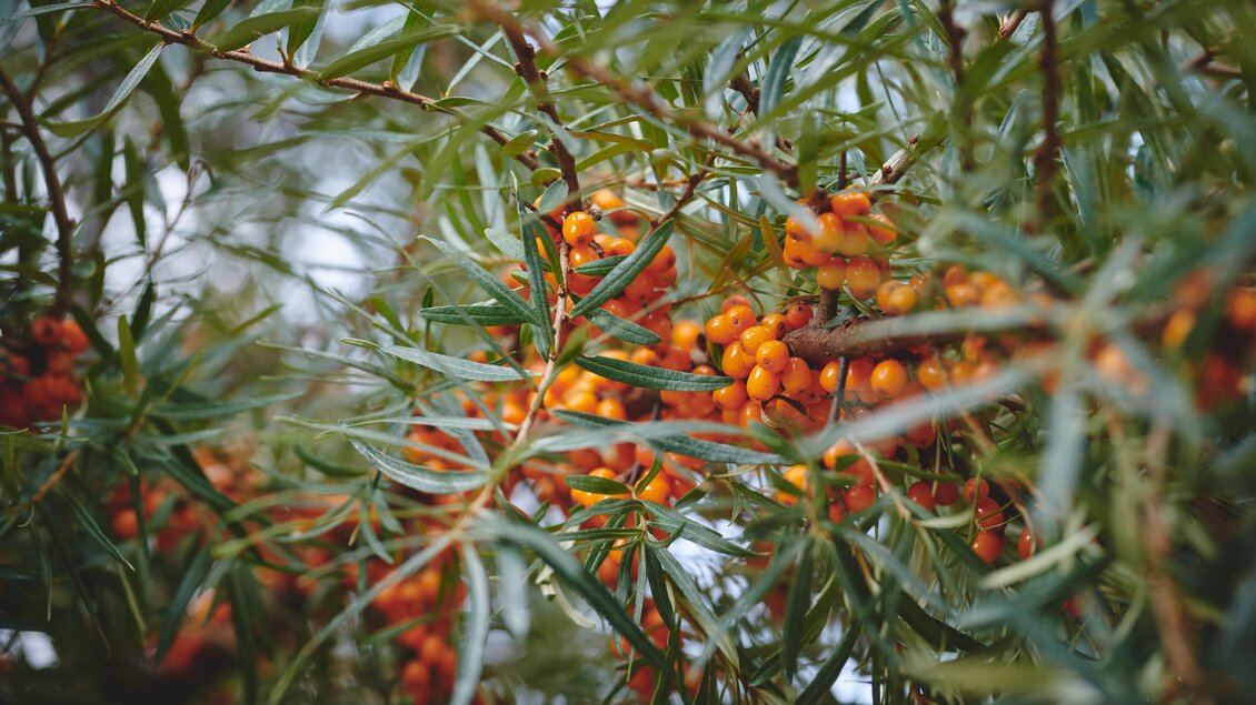EvaTragner-Kräuter2-Murtal-Steiermark | © Königshofer