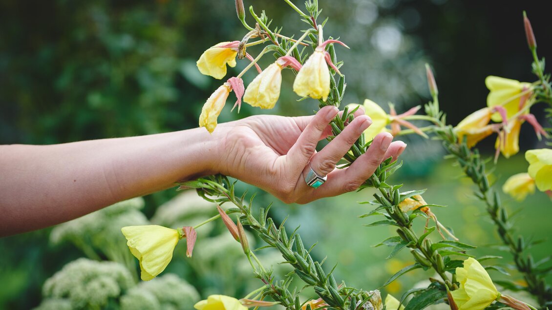 EvaTragner-Kräuter3-Murtal-Steiermark | © Königshofer