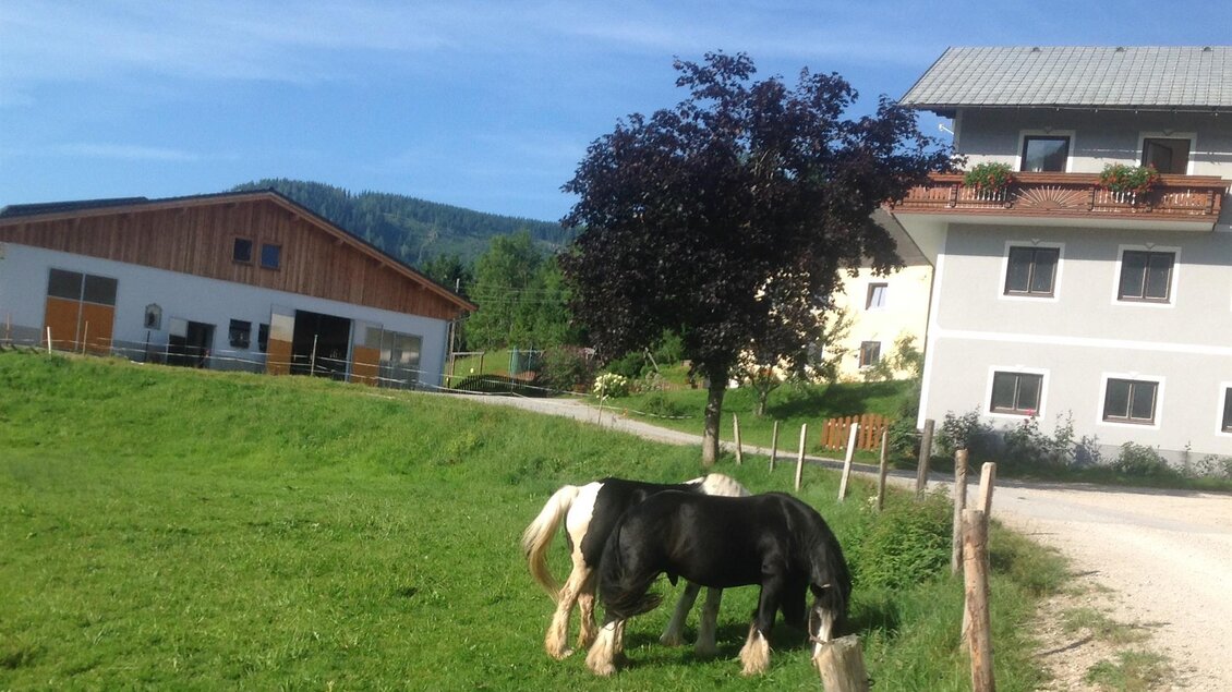 Eine Wiese mit einem schwarz-weißen Pferd und einem großen Baum. Im Hintergrund sind ein Wohnhaus und ein Stall zu sehen. | © Fam. Eder