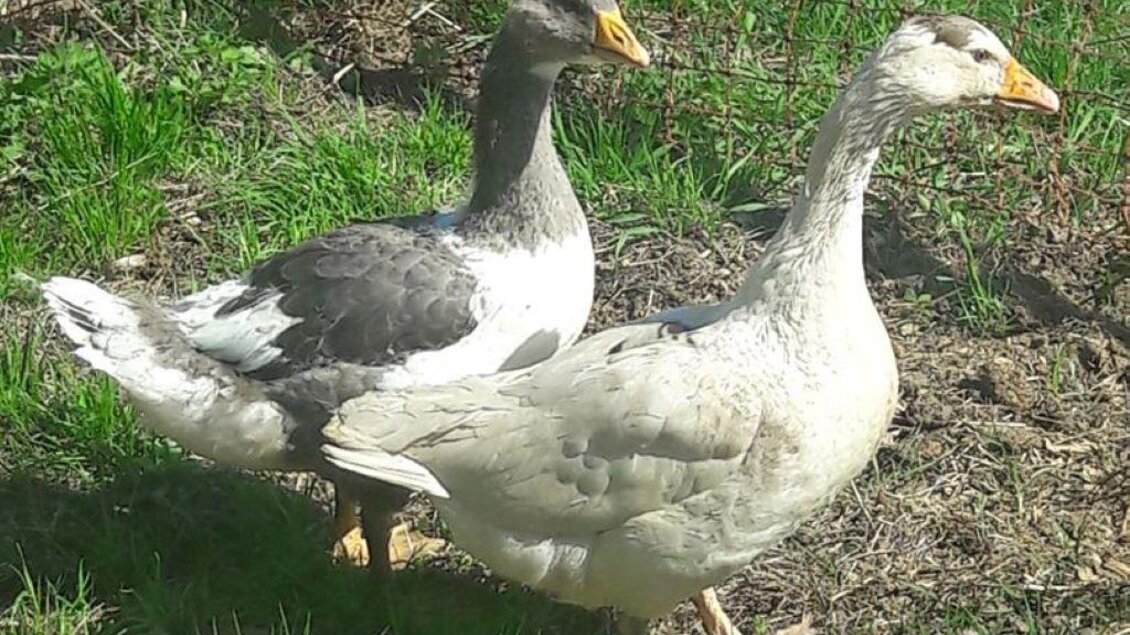 Zwei Enten stehen auf einer grünen Wiese. Eine Ente ist grau und die andere ist weiß. | © Fam. Eder