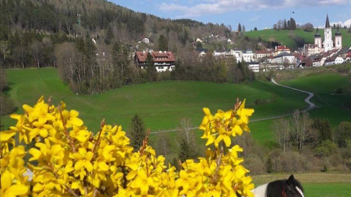 Eine blühende gelbe Pflanze im Vordergrund, mit einer malerischen Landschaft im Hintergrund. Ein kleines Dorf ist umgeben von grünen Hügeln und blauem Himmel. | © Fam. Eder