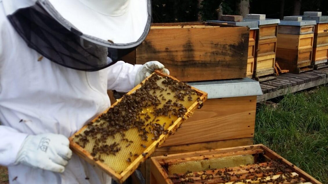 Ein Imker in Schutzkleidung untersucht eine Wabe voller Bienen. Im Hintergrund sind Bienenstöcke zu sehen. | © Familie Haissl