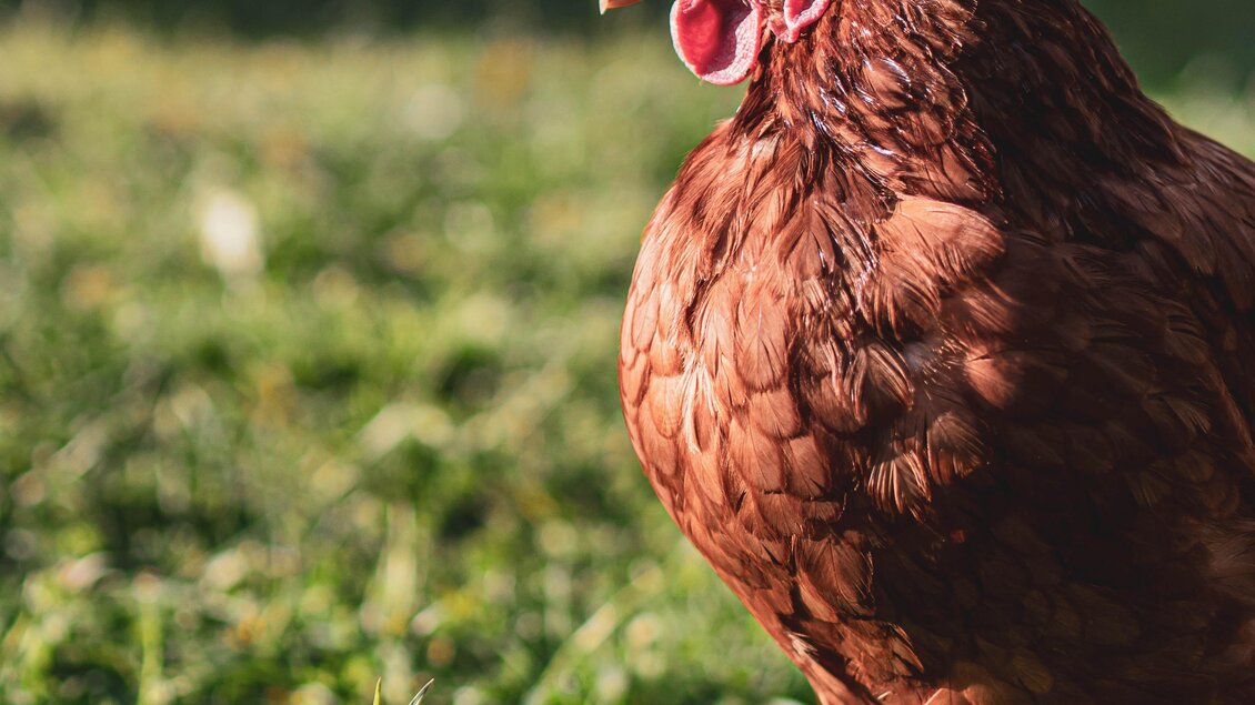 Ein Huhn mit braunem Gefieder steht auf dem Gras. Im Hintergrund sind unscharfe Silhouetten von anderen Tieren zu sehen. | © Anna Ullrich