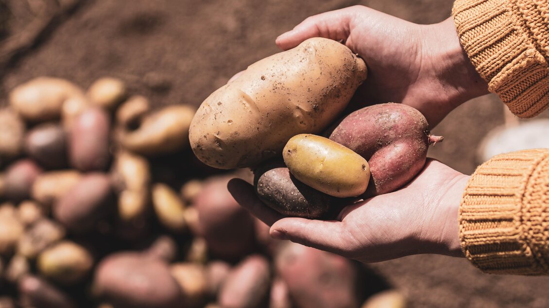 Ein Paar Hände hält verschiedene Kartoffeln in verschiedenen Farben. Im Hintergrund sind weitere Kartoffeln auf dem Boden sichtbar. | © Anna Ullrich