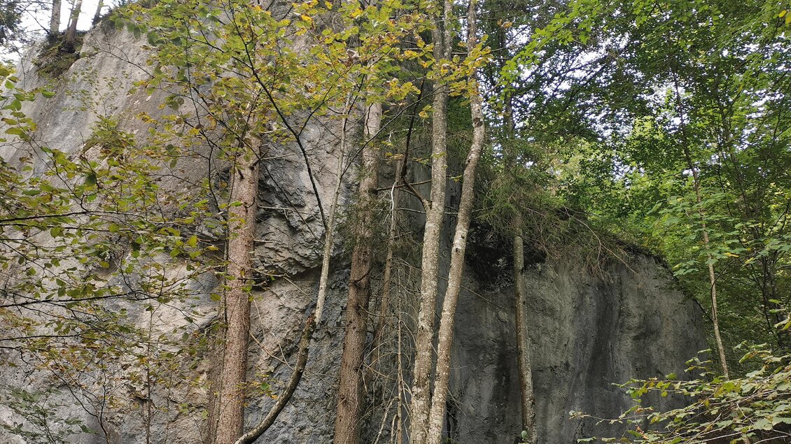 Ein steiler Felsen umgeben von Bäumen im Wald. Das Bild zeigt die grüne Natur und das raue Gelände. | © Landentwicklung Steiermark