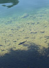 Fishing, Grundlsee, Fish in the lake | © Viola Lechner | Viola Lechner | © Viola Lechner