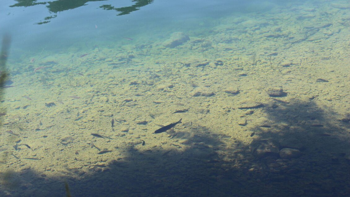 Ein klarer See mit sichtbarem Kiesboden. Einige Fische schwimmen unter der Wasseroberfläche. | © Viola Lechner