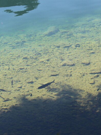 A clear lake with a visible gravel bottom. Some fish are swimming beneath the water's surface. | © Viola Lechner