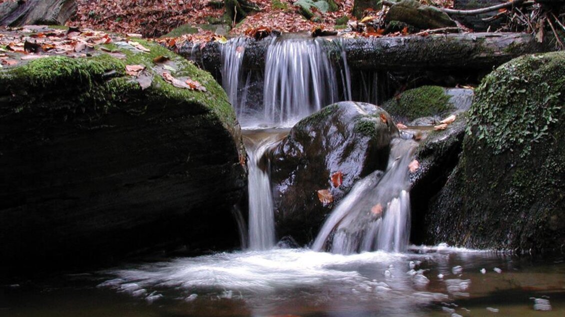 Ein kleiner Wasserfall fließt über glatte Steine in einem Wald. Die Umgebung ist mit Laub und Moos bedeckt. | © Fischen in der Weißen Sulm