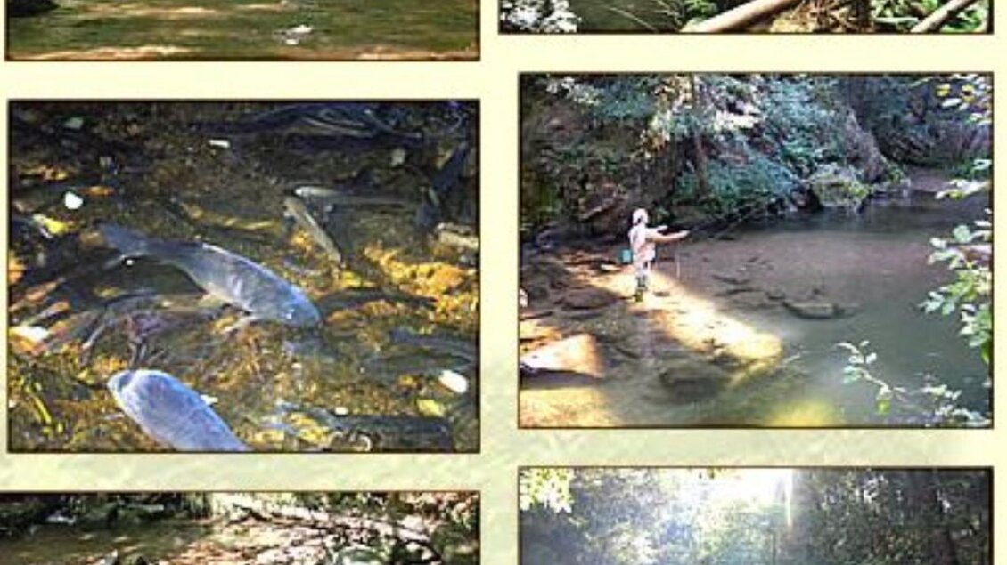 Eine Collage von Naturaufnahmen zeigt Menschen, die an einem klaren Fluss fischen und die Umgebung erkunden. Darunter sind Bilder von Fischen im Wasser und Sonnenstrahlen, die durch die Bäume scheinen. | © Alpengasthof Strutz