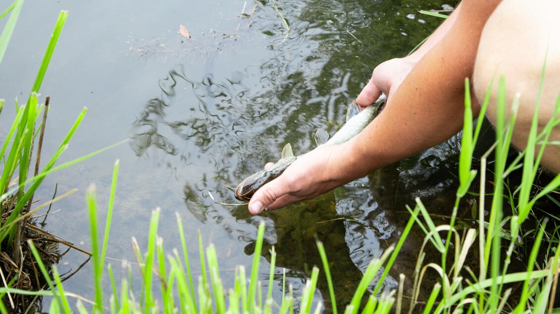 Eine Hand hält einen Fisch über dem Wasser. Im Hintergrund sind grüne Pflanzen und ein ruhiges Gewässer zu sehen. | © Fischereiverein Irdning