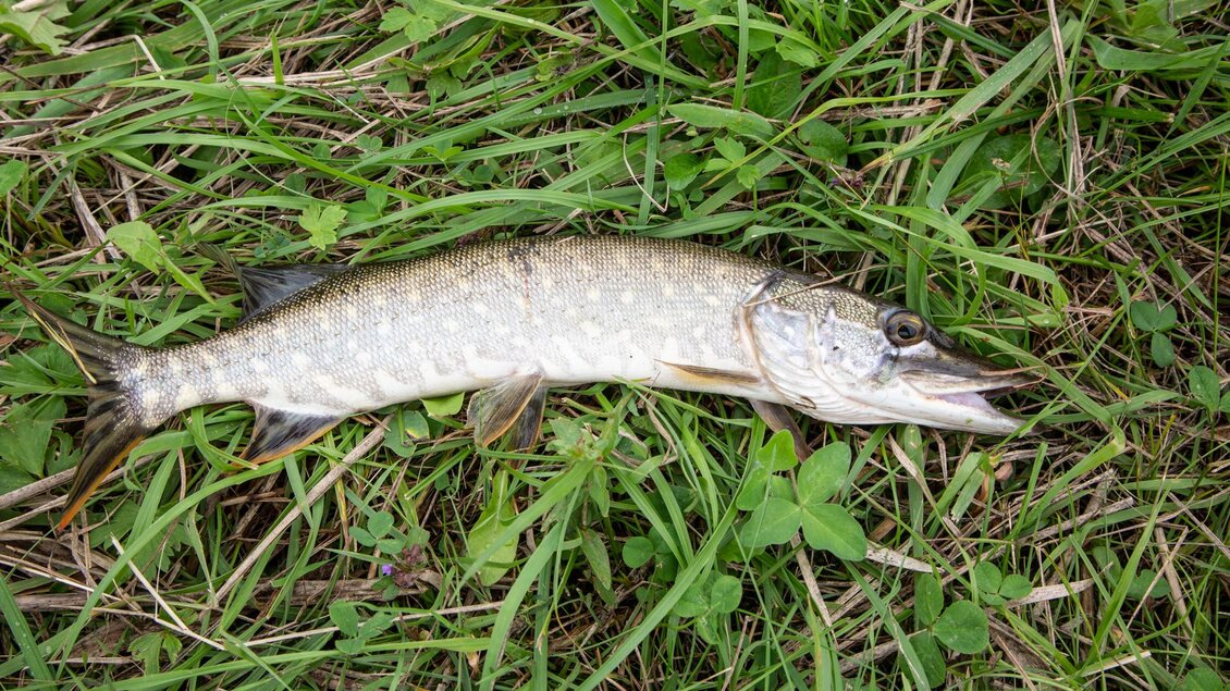 Ein frisch gefangener Hecht liegt im Gras. Der Fisch hat eine silberne Färbung und ist in gutem Zustand. | © Fischereiverein Irdning